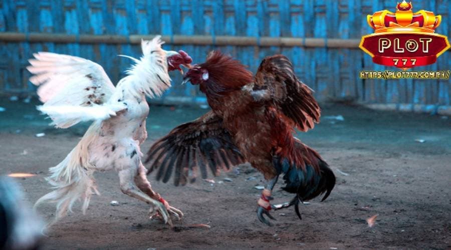 philippine cockfighting plot777 news 08