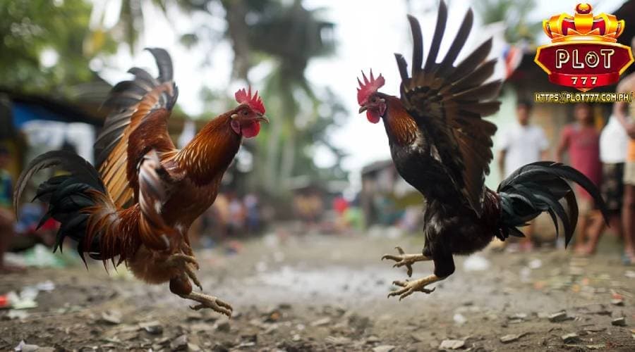 philippine cockfighting plot777 news 18