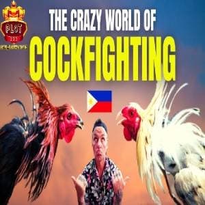 philippine cockfighting plot777 news avatar